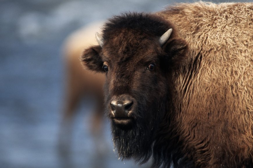 Man Behind Viral Footage of Bison Attack Defends Victim