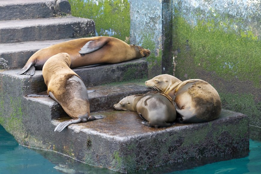 WATCH: Sea Lions Slide Down Stairs at Abandoned Lighthouse