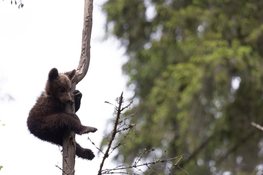 Alaska Bear Cubs Climb Precariously High in ‘Nanny Tree’