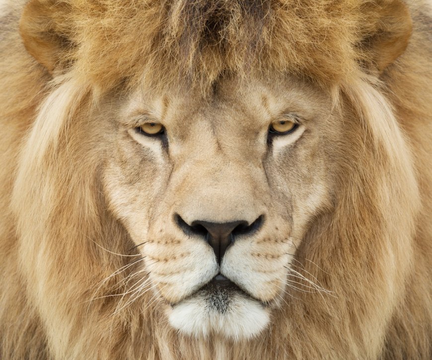 Viral White Lion with a Mullet, Hang Hang, Dies in Chinese Zoo