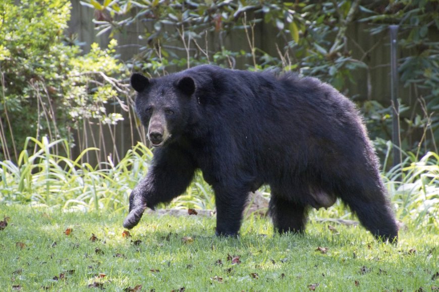 Large Bear and Family Dog Hang Out in Colorado Backyard