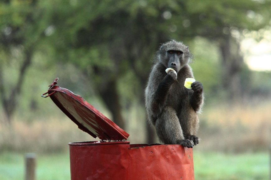 Baboon Steals Fruit From Doom-Scrolling Safari Guests (Video)