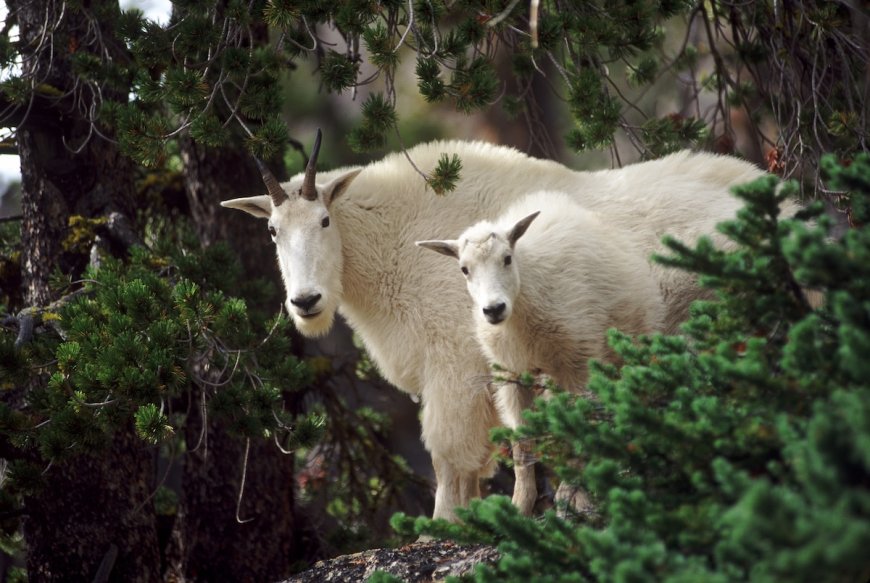 Mountain Goat vs. Hikers at North Cascades National Park (Video)