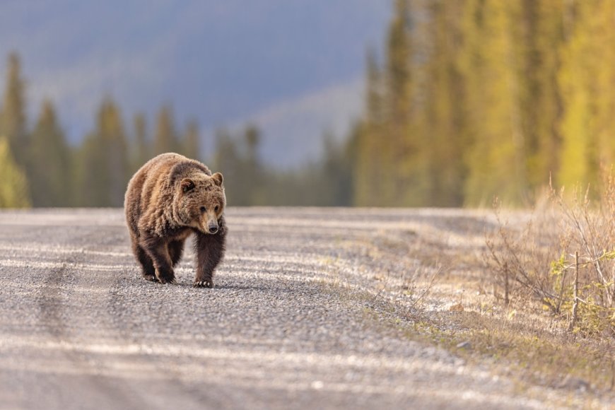 WATCH: Hikers’ Close Encounter With Grizzly Bear on Alaska Trail