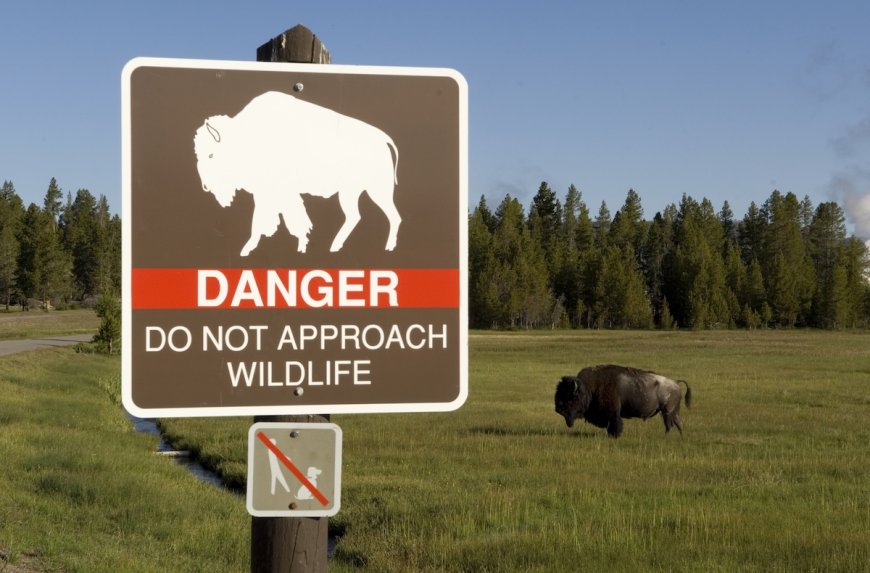 Yellowstone Bison Attack Victim Shares His Side of the Story