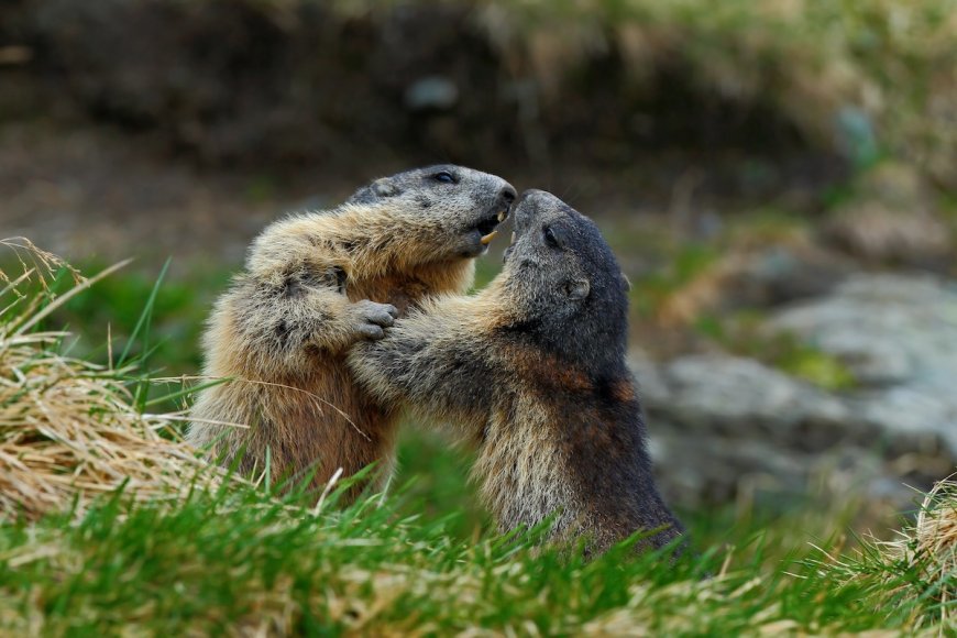 WATCH: Marmot Wrestling Match in Mt. Rainier National Park
