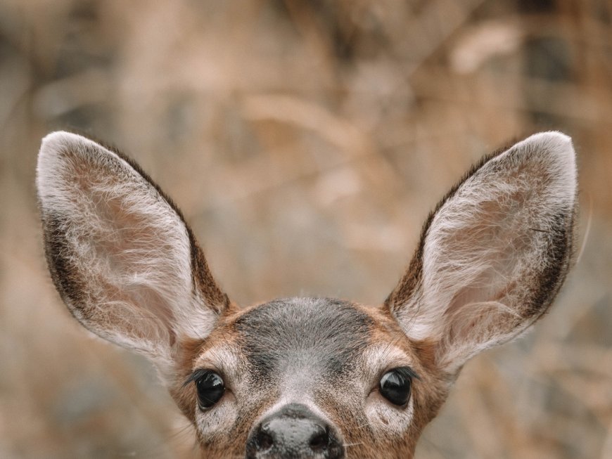 Caught on Trail Cam: Adorable Mule Deer Doe and Her Fawns