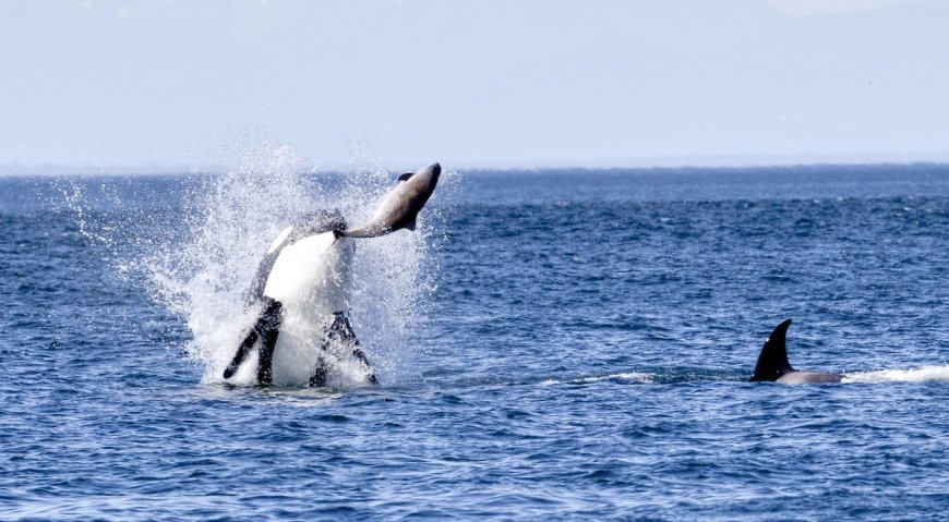 Epic Whale-Watch Footage Shows Orcas Leaping and Hunting