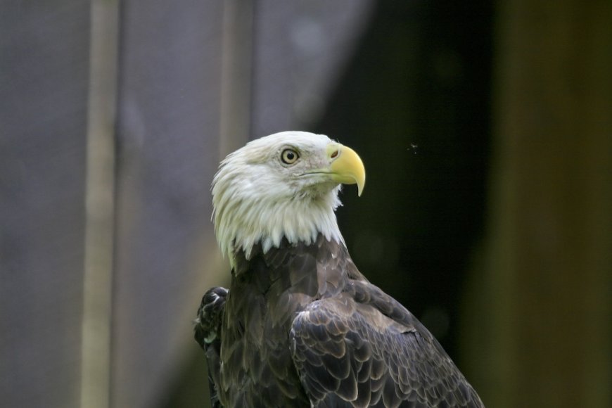 Famous Bald Eagle, Jackie, Injured and in ‘Critical’ Condition