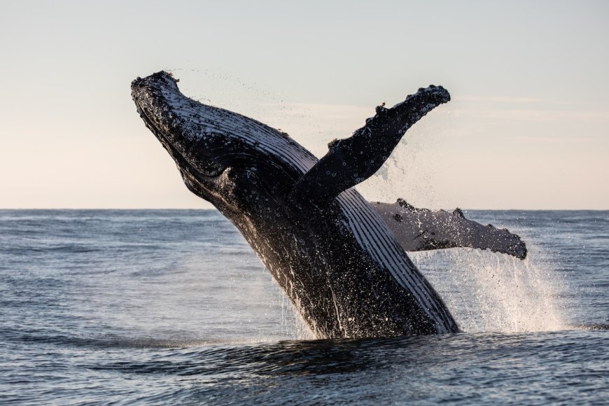 ‘Humpback Whale Almost Landed on Top of Us’: See Massive Breach