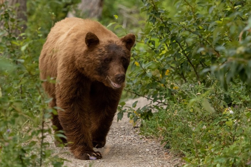 Woman Screams to Ward off Bear From Her and Her Dog (Video)