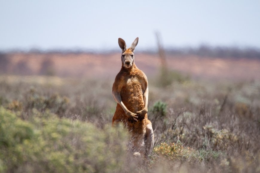 ‘Aussie Neighborhood Watch’: Kangaroos Block Sidewalk