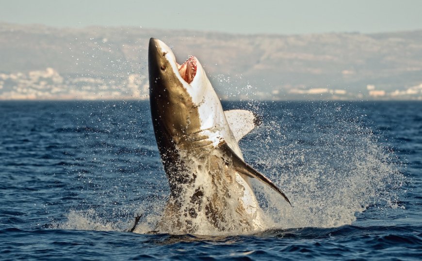 WATCH: Great White Shark Leaps Into Air Near Body Boarder