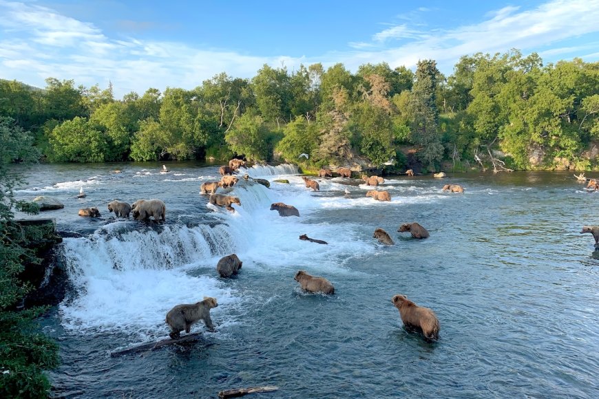 Alaska Brown Bear Kills a Young Cub on Livestream in Katmai