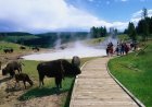 WATCH: Child Has Close Call With Bison at Yellowstone