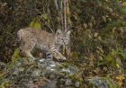 Sound on: Bobcat Kittens Get the Zoomies in Front of Trail Cam