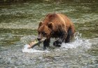 Viral Video: Grizzly Bear Photobombs Fisherman in Alaska
