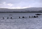 150 Wild Ponies Swim Across Channel in Virginia (Video)