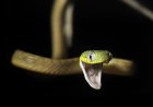 Snake ‘Jump Scares’ Rock Climber in Malaysia (Video)