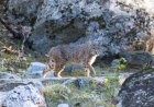 Bobcat Sits and Stares at Hikers on Popular Yosemite Trail