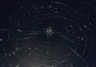 Woman Hospitalized From Spider Bites She Got While Camping