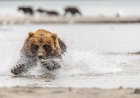WATCH: Bear Chases Moose Calf in Alaska