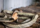 WATCH: King Cobra Hides out in Toilet, Scaring Resort Guest