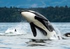 Orcas Show up in Triathlon’s Swim Course After Athletes Exit