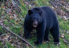 State Park Shares Image of Locked Cooler Destroyed by Bear