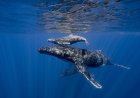 Incredible, Rare Footage: Drone Pilot Films Humpback Whale Birth