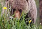 Hikers Come Across Bear and Moose at Jasper National Park Lake