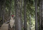 Mountain Bikers Nearly Run Into Bears in Whistler Bike Park