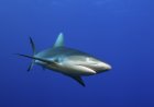 Diver Captures His Own Frightening Shark Attack on Camera