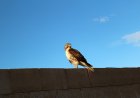 WATCH: Hawk Perches on Fence, Squirrel Couldn’t Care Less