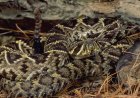 PSA: Rattlesnakes Can Swim, So Watch Where You Wade