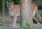 Mountain Lion Removes Tranquilizer Dart, Chews and Spits It out