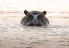 Hippo Charges at Safari Boat in Botswana (Viral Video)