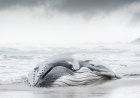Mother/Daughter Team Helps Keep Stranded Whale Alive