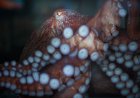 WATCH: Fisherman Struggles to Remove Octopus From His Face