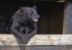 Bear Breaks Into Breckenridge Hotel, Eats M&Ms (Video)