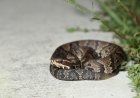 High School Student Finds Venomous Snake in Football Helmet