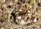 WATCH: Two Rattlesnakes Battle in Los Angeles Park