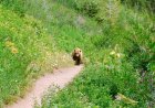Hiker Spots Grizzly Bears Sliding Down Mountainside in Glacier
