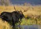 WATCH: Group of Bachelor Moose Crosses River in Front of Family
