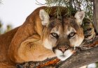 ‘What an Honor’: Woman Has Calm Mountain-Lion Encounter