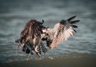 ‘Looks Like a Pterodactyl!’: Osprey Lands on Roof With Long Prey