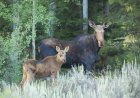 WATCH: Moose Mom and Calves Race Past Trail Cam in Alaska