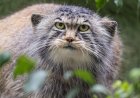 Caught on Trail Cam: Rare Footage of a Wild Pallas’s Cat