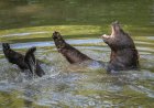 Large Bear Cools off in Backyard Pool Near Los Angeles