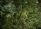 Can You Find the Hidden Deer Peeking at You in This Photo?